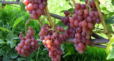 Popis a charakteristika, výhody a nevýhody brilantních odrůd, pěstování