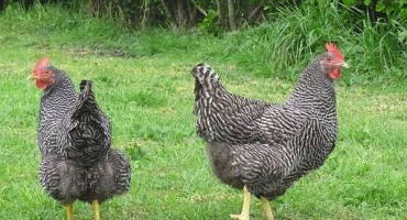 Popis a charakteristika produktivity kuřat plymouth rock, jemnosti obsahu