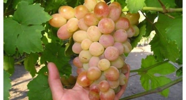 Popis a charakteristika, původ bílé zázračné odrůdy révy vinné a pravidla pěstování