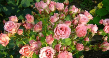 Popis a charakteristika odrůd odrůd růží lydia, výsadba a péče