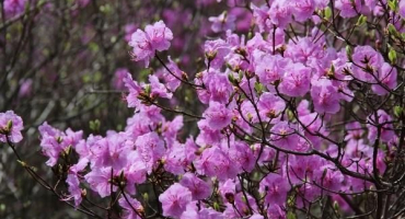 Popis a charakteristika rododendronu daurského, výsadba a péče