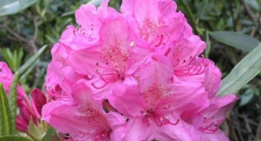 Popis a charakteristika odrůdy haagského rododendronu, výsadba a péče