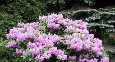 Popis a charakteristika odrůd rododendronů univerzity v helsinkách, výsadba a péče