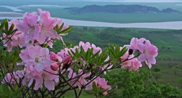 Popis a charakteristika rododendronu schlippenbachova, výsadba a pěstování