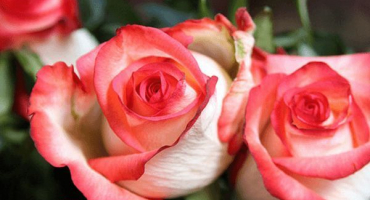 Popis a charakteristika ruměnec, jemnost pěstování