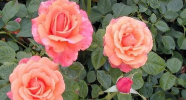 Popis a charakteristika růží izi daz it, jemnosti pěstování