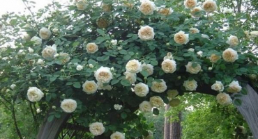 Popis a charakteristika růží claire austin, technologie pěstování