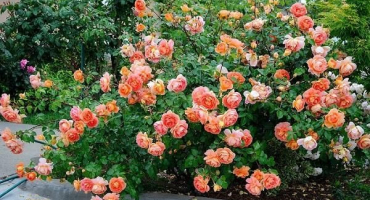 Popis a vlastnosti domácích růží austin, jemnosti pěstování