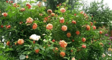 Popis a charakteristika růží aloha, pravidla výsadby a péče, aplikace