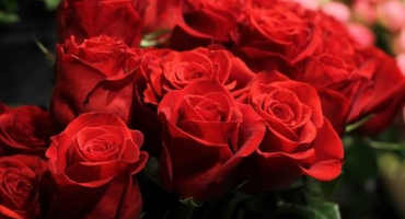 Popis a charakteristika svobodných růží, pravidla výsadby a péče