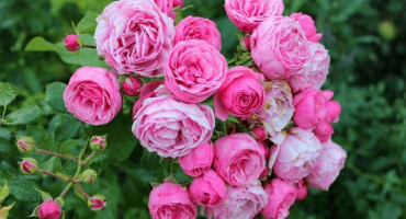 Popis a charakteristika pomponelových růží, výsadba a péče