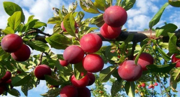 Popis a charakteristika odrůd švestky alenushka, pěstování a péče, opylovači