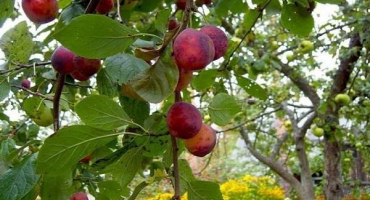 Popis a charakteristika odrůdové etudy švestky, opylovači a pěstování