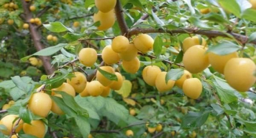 Popis a charakteristika odrůdy švestky ranní, pěstování a péče