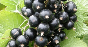 Popis a charakteristika rybízu gulliver, výsadba a péče