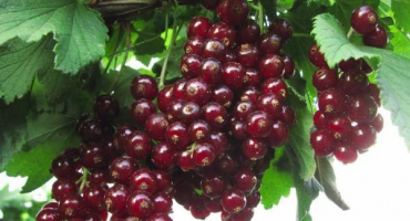 Popis a charakteristika rybízu viksne, pravidla výsadby a péče