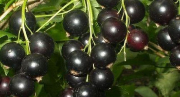 Popis a charakteristika odrůd rybízu zelený opar, výsadba a péče