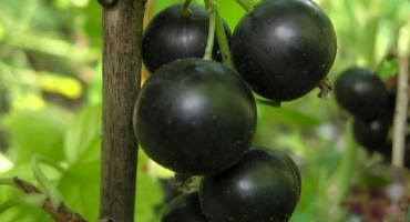 Popis a vlastnosti odrůdy rybízu selechenskaya, pěstování a péče