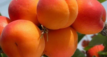 Popis a charakteristika oblíbené odrůdy meruněk, historie a znaky pěstování