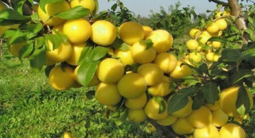 Popis a charakteristika odrůdy třešeň královská, pěstování a péče