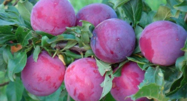 Popis a charakteristika třešňové švestky odrůdy kuban comet, výsadba a péče