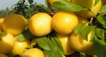 Popis a charakteristika odrůdy třešeň švestka, pravidla výsadby a péče