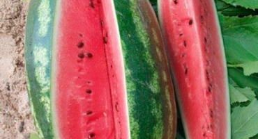 Popis a charakteristika odrůdy vodního melounu peking joy, odrůdy a podmínky pěstování