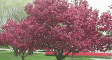 Popis a charakteristika okrasné jabloně odrůdy rudolph, klady a zápory, pěstování