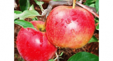Popis a charakteristika odrůdy jabloně jonathan, pravidla pro pěstování a péči o křížence