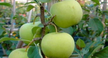 Popis a charakteristika odrůdy jablek proti kašli, sklizeň a skladování plodiny, odrůdy