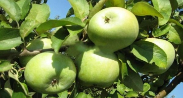Popis a vlastnosti odrůdy jablek semerenko, výhody a škody a vlastnosti pěstování