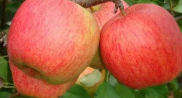 Popis a charakteristika šampionové odrůdy jablka, historie a nuance pěstování