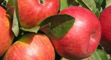 Popis a charakteristika odrůdy jabloně pinova, pěstování v různých oblastech