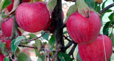 Popis a charakteristika odrůdy jabloně brusinka, jaké jsou poddruhy a oblasti růstu