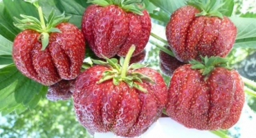 Popis a charakteristika odrůdy jahodníku prvního srovnávače, výsadba a péče