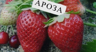 Popis a charakteristika odrůdy jahodníku arosa, technologie pěstování