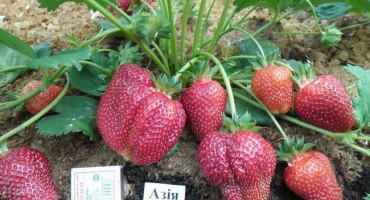 Popis a charakteristika odrůdy jahodníku asijská, výnos a pěstování