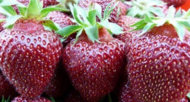 Popis a charakteristika odrůdy jahodníku black prince, výsadba a péče