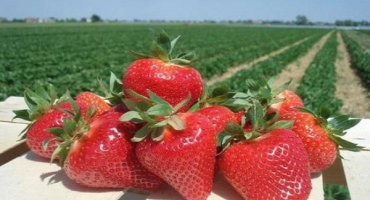 Popis a charakteristika odrůdy jahodník jolie, pěstování a rozmnožování