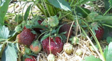 Popis a charakteristika odrůdy jahodové ohňostroje, pěstování a péče