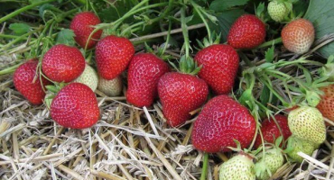 Popis a charakteristika odrůdy jahodníku florentského, pěstování a rozmnožování