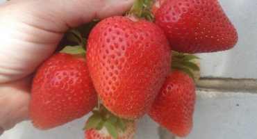 Popis a charakteristika odrůdy jahodníku irma, pěstování a rozmnožování