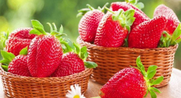 Popis a charakteristika odrůdy jahodníku eliane, pěstování a péče