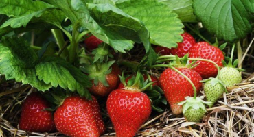 Popis a charakteristika odrůdy jahodník lord, pěstování a rozmnožování