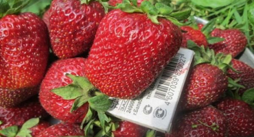 Popis a charakteristika odrůdy jahody marshal, pěstování a péče