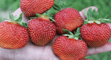 Popis a charakteristika regálu kultivaru jahodníku, pěstování a rozmnožování