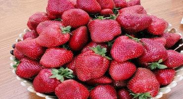 Popis a charakteristika odrůdy jahodníku, odběr, výsadba a péče