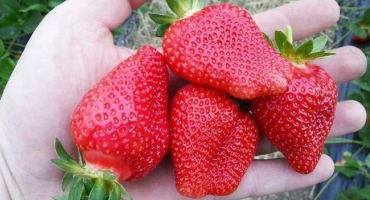 Popis a charakteristika odrůdy jahodníku roxana, výsadba a péče