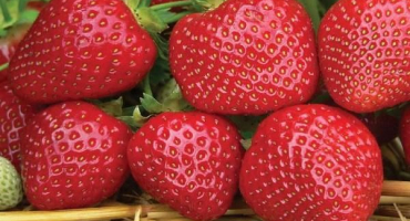 Popis a charakteristika senzace odrůdy jahodníku, pravidla pěstování