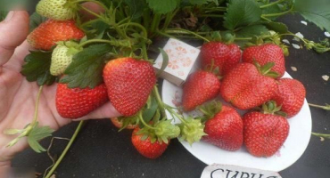 Popis a charakteristika odrůdy jahodníku sýrie, pěstování a péče